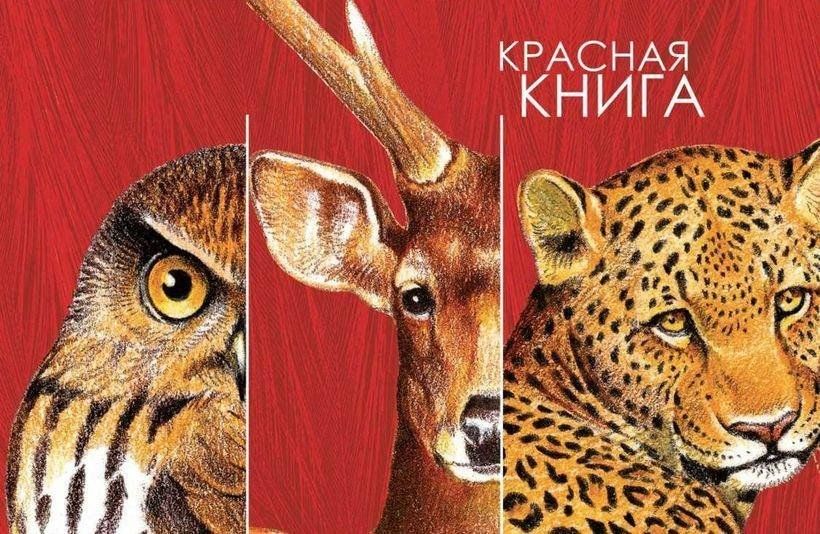 Памятка о порядке действий в отношении обнаруженного в состоянии, угрожающем его жизни или жизни людей, животного, занесенного в Красную книгу Российской Федерации.